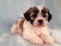 Female Teddy bear puppies|Iowa sale September 2012